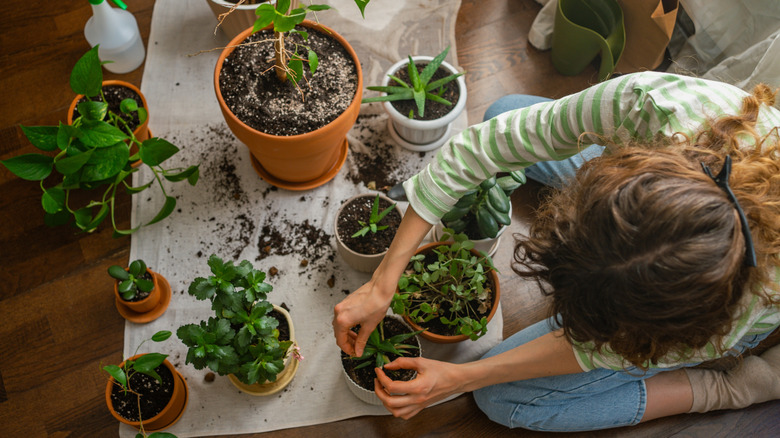 A woman repotting multiple plants in pots