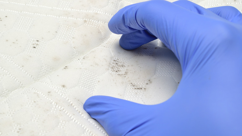 gloved hand examining mattress mold