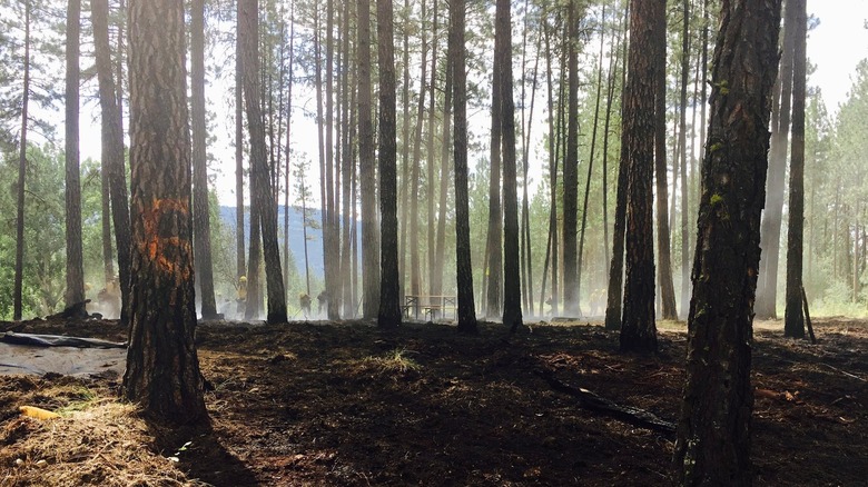 Aftermath of burned Airbnb property