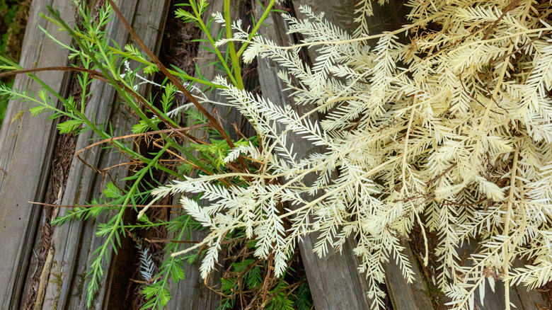 Albino coast redwood branch