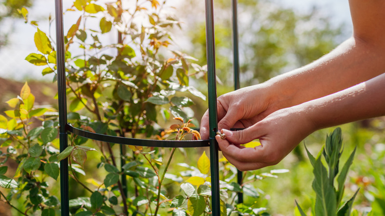 person adjusting garden trellis with screws