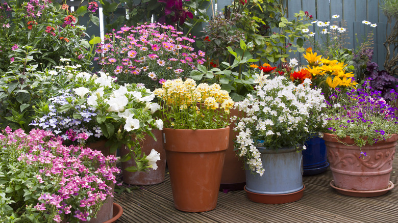 A gathering of flower pots in various sizes with brightly colored flowers