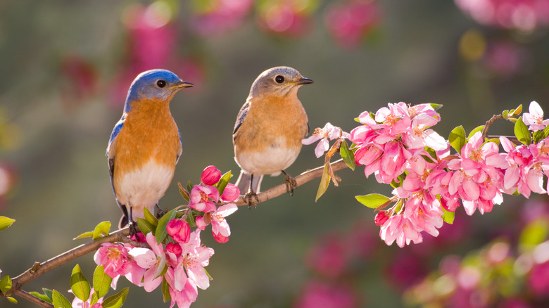eastern bluebirds sitting on a blooming branch in the spring