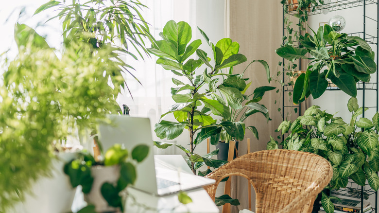 Boho inspired interior with plants.