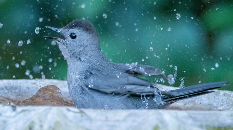 A gray bird splashes in a bird bath.