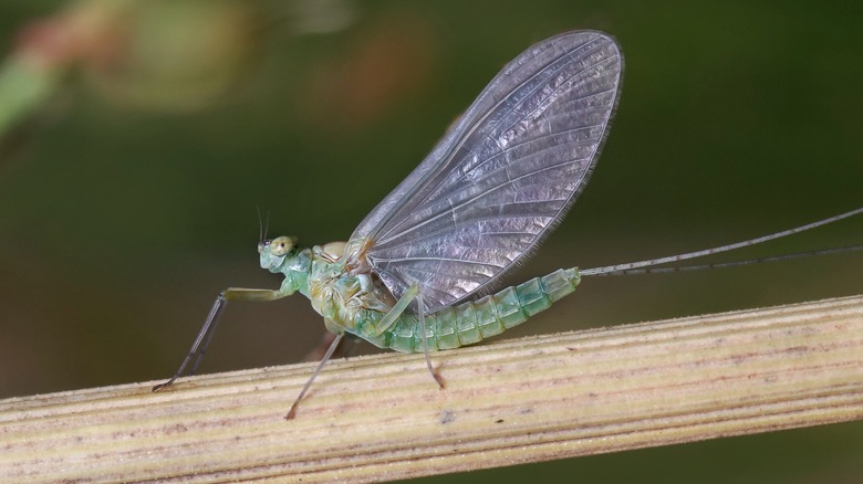mayfly on a plant