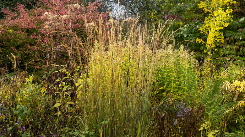 A tall Molinia Caerulea growing amongst shrubs and perennials showing autumn color in early November.