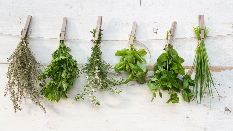 Bundles of herbs hanging