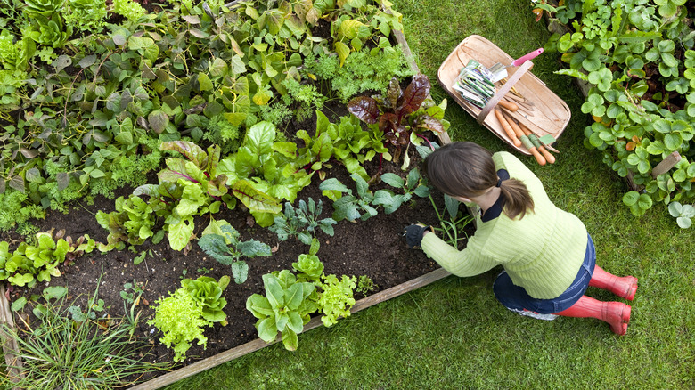 gardener digging in her garden