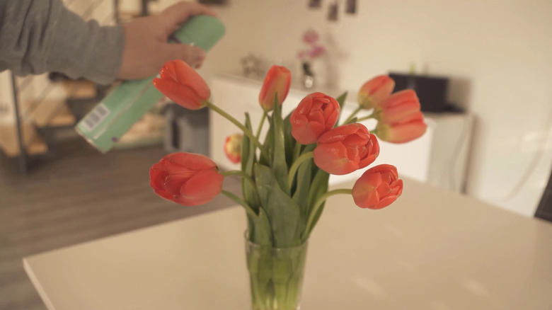 Orange tulips are sprayed with can of hairspray