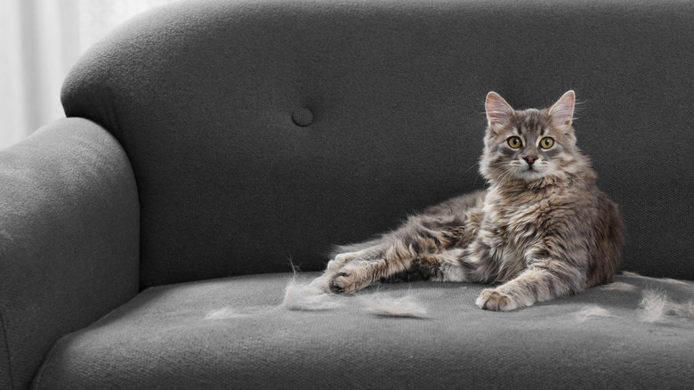 Cat on a gray sofa with pet hair