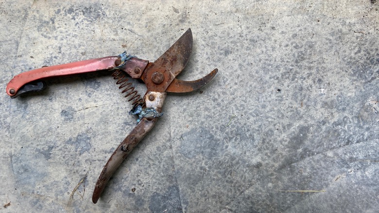 rusty gardening shears on concrete