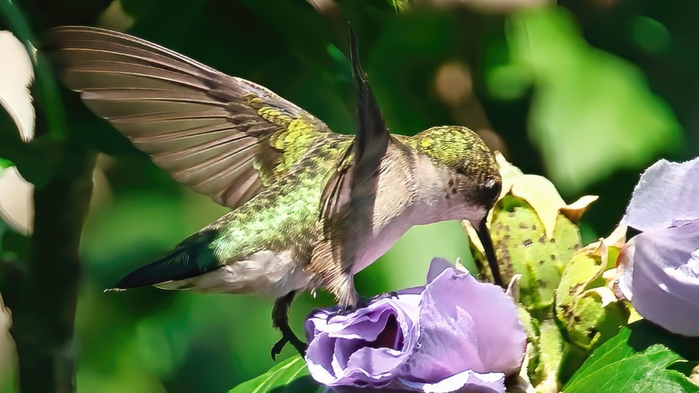 Hummingbird feeding on rose of Sharon 