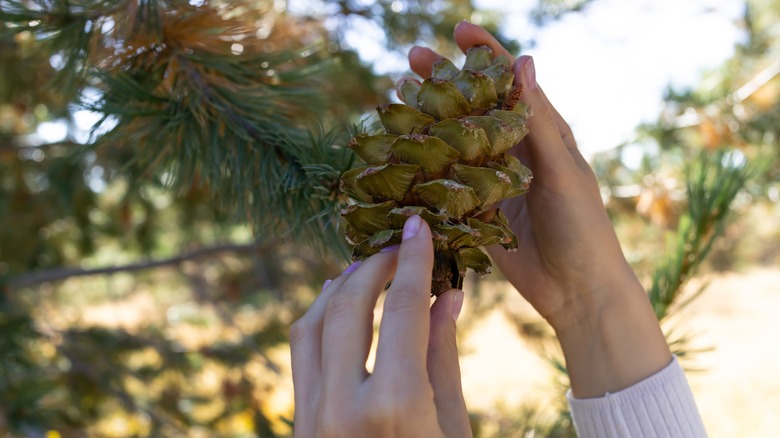 hand holding pine cones
