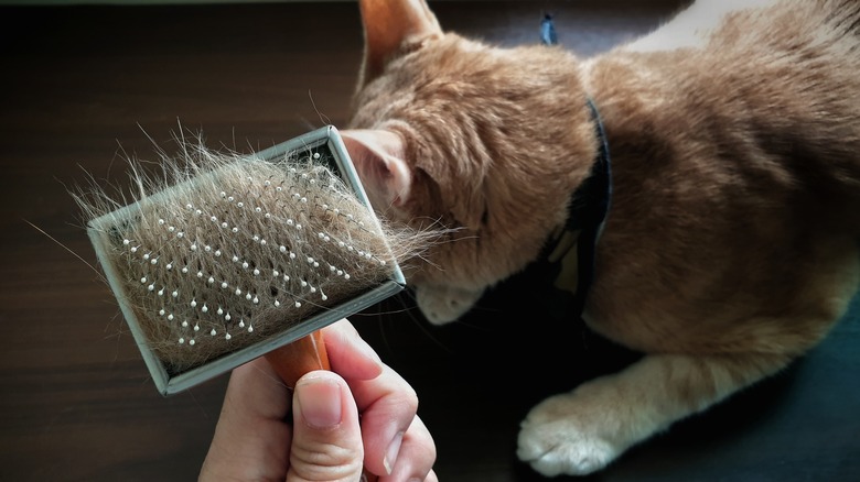 pet grooming brush filled with fur