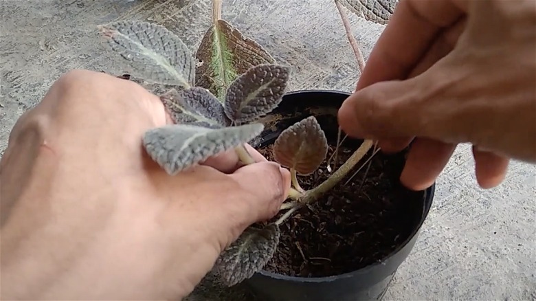 hands using paperclip for propagation