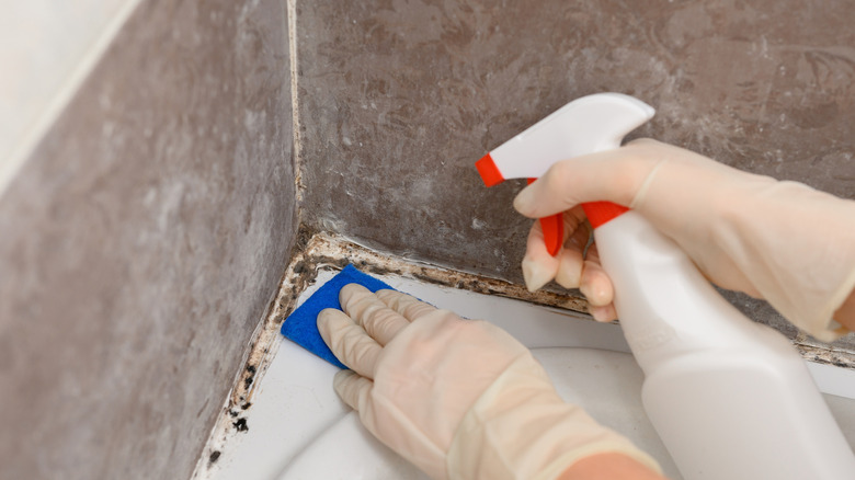spot treating mold in bathroom with a spray solution and sponge