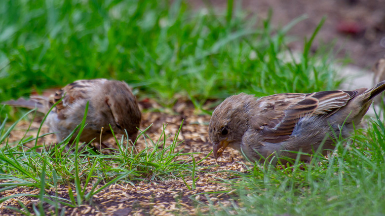 close-up of two sparrows sitting on the ground with grass and feeding seeds