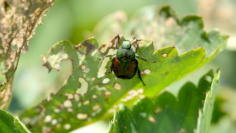 insect eating plant leaf