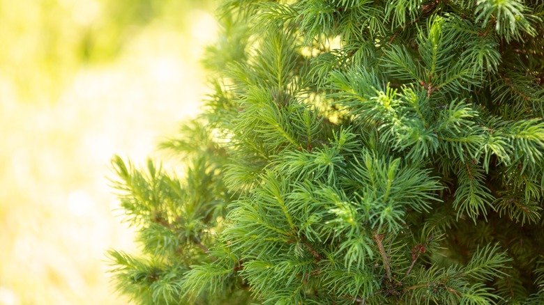 needles on a spruce tree