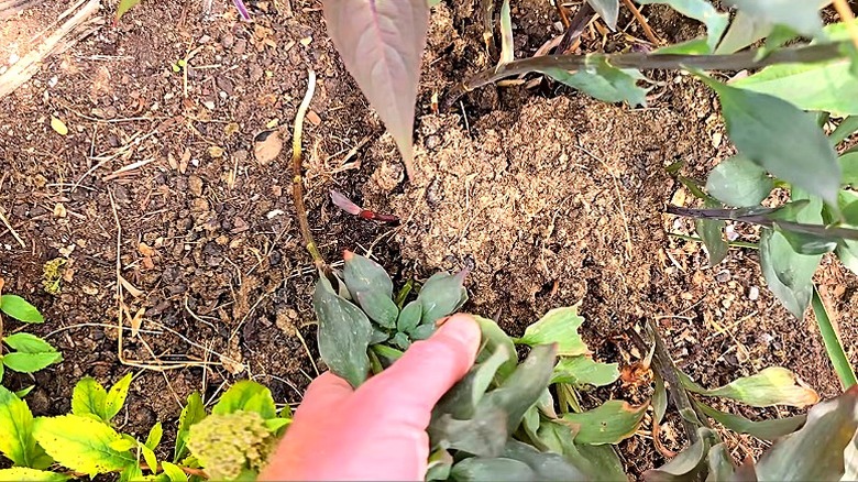 Hand pulling out the spent stems of Peruvian lilies in garden