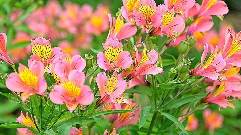 Pink and yellow Peruvian lilies blooming in a garden