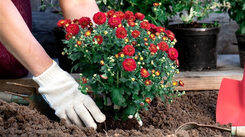 Close-up of a person wearing garden gloves planting a red chrysanthemum plant in their garden