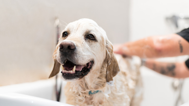Giving a dog a bath