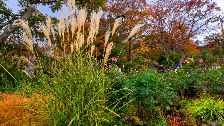 silvergrass in the garden