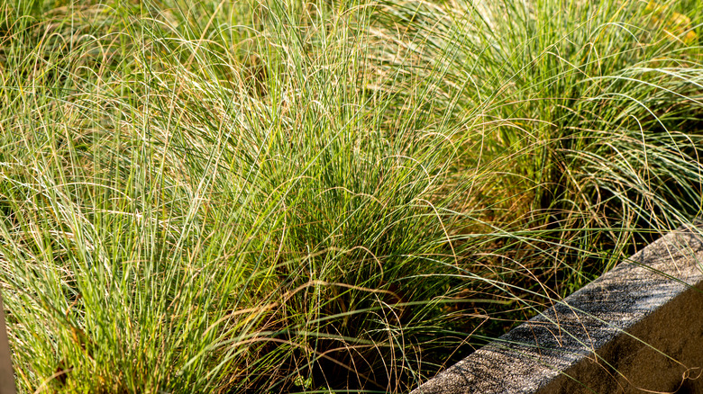 bluestem grass in garden