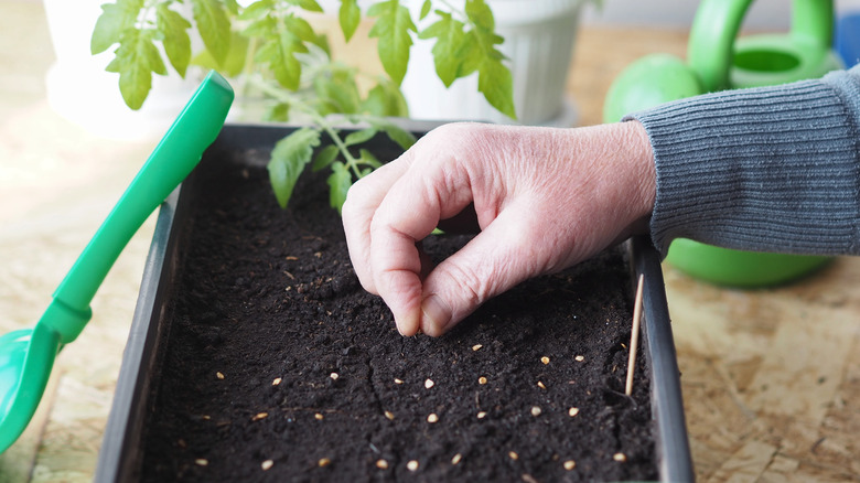 planting seeds in soil