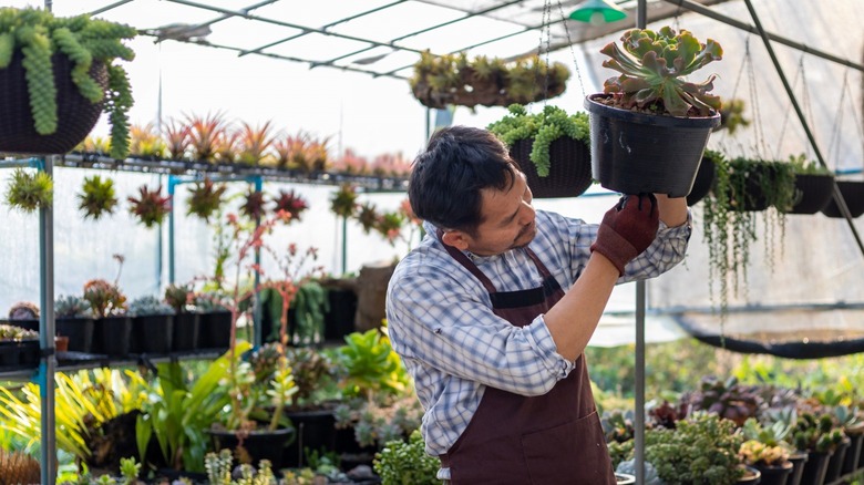 Man inspecting cactus succulent plant 