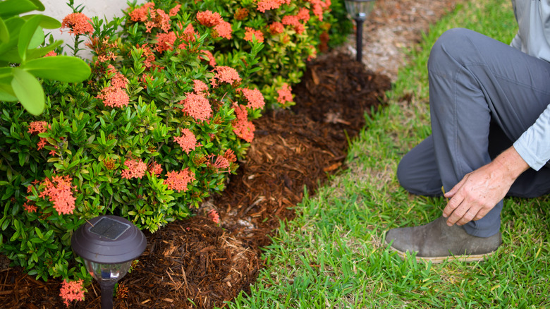 Person kneeling in front of a mulched flower bed