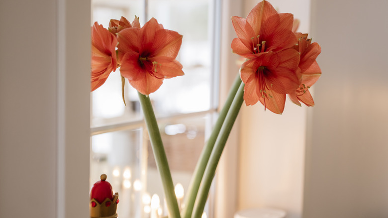 A salmon-colored potted amaryllis sits on a windowsill near a holiday figure