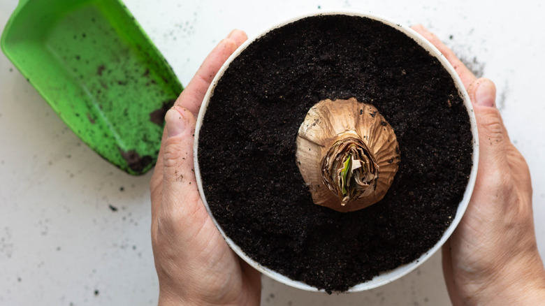A top view of a person holding a potted amaryllis bulb