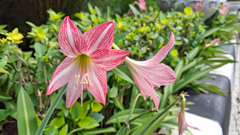 Pink and white amaryllis flowers bloom in an outdoor garden