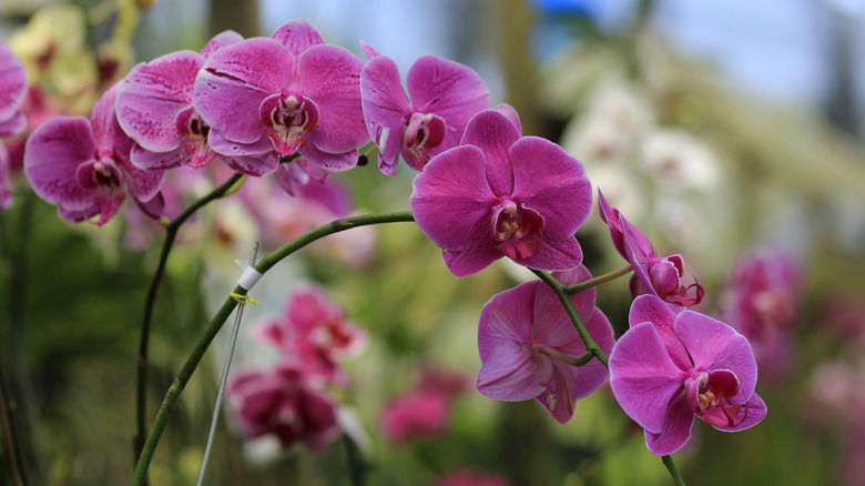 Close up of pink orchid flower