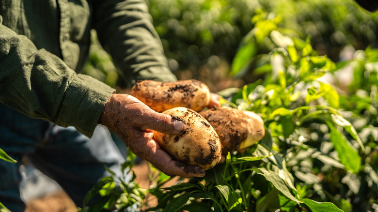 Close up of farmer holding potatoes