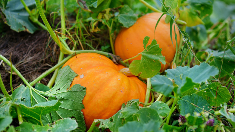 Close up of two large pumpkins in garden