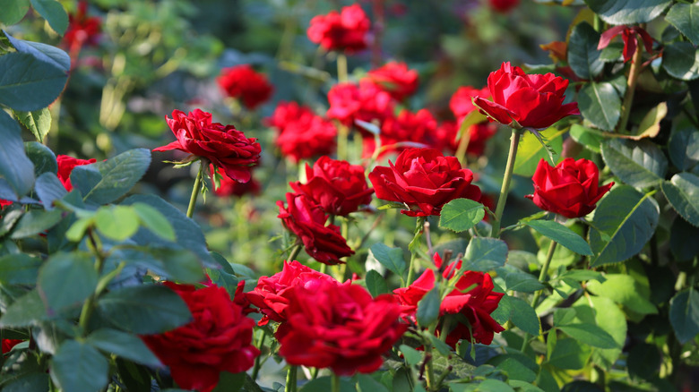 Close up of red rose bush