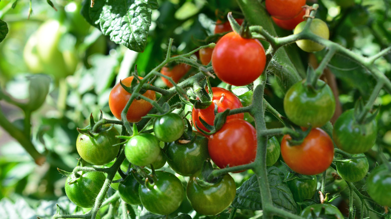 Close up of tomato plants growing on vines