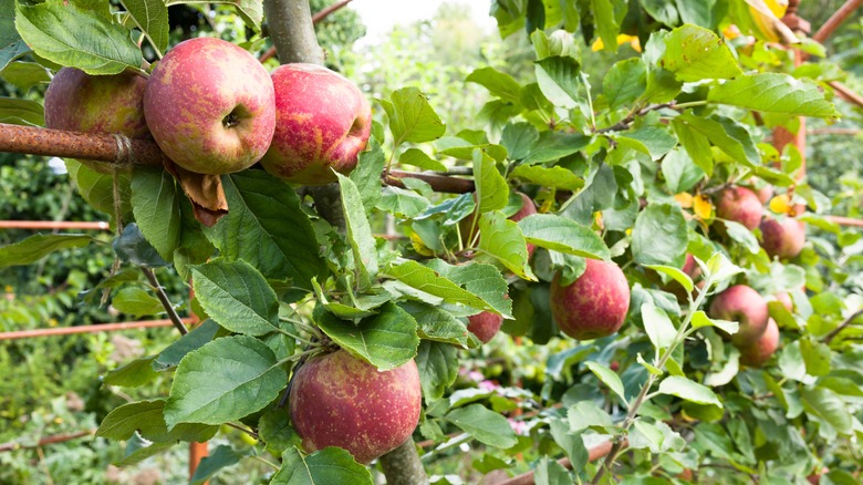Ripe apples in an orchard