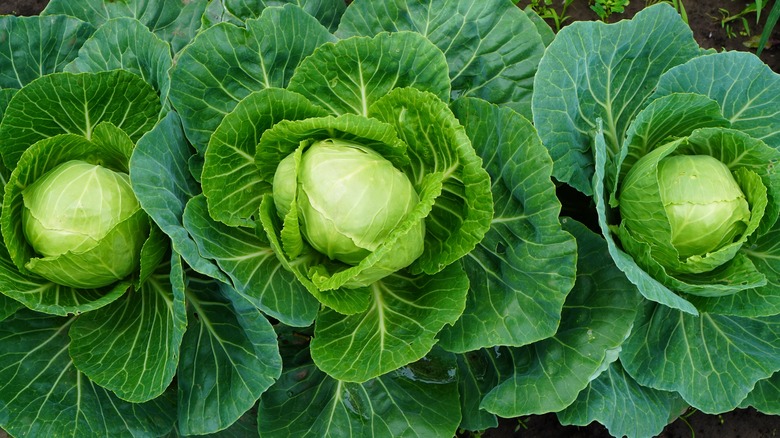 three small cabbage plants in a row