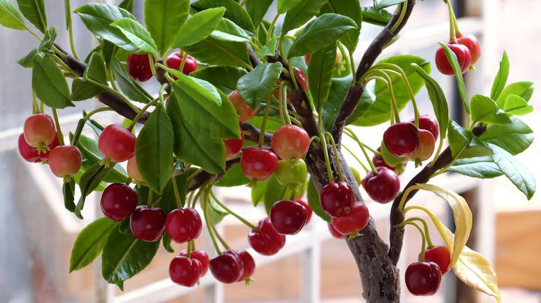 a Cherry tree with red ripe fruit