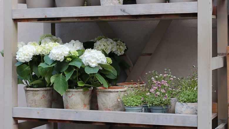 White hydrangeas in rustic clay pots on a shelf
