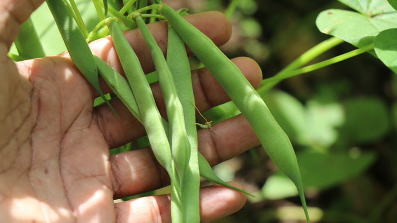 a man Holding a bunch of growing beans on a plant