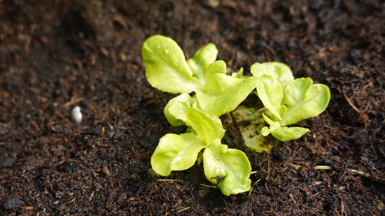 small lettuce leaves sprouting from the ground