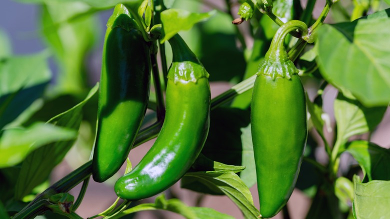 Fresh green jalapeno peppers growing on the vine