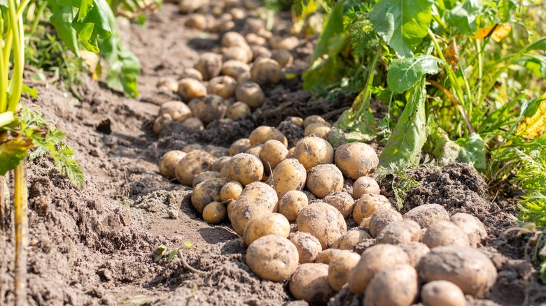 Freshly dug potato in the garden