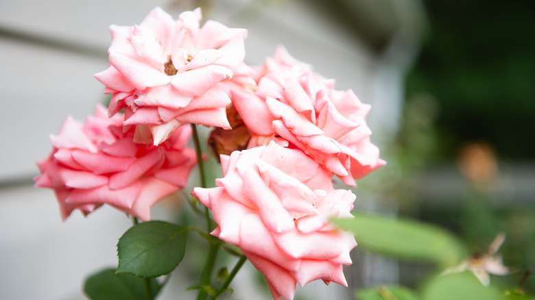pink roses growing outside a home
